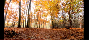 Djabe – November