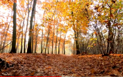 Djabe – November