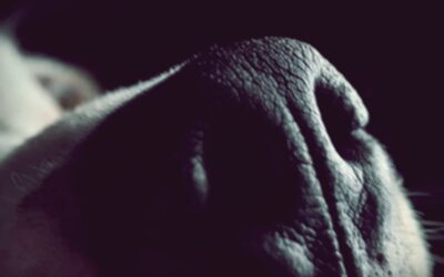 Dark Side Of The Moon 50 – 7. rész – A Redux verzió II. – A pénz