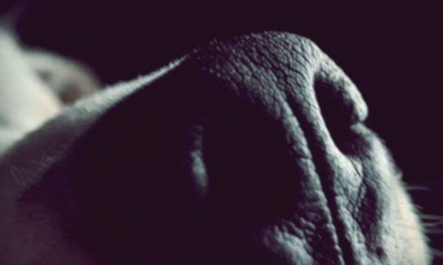 Dark Side Of The Moon 50 – 7. rész – A Redux verzió II. – A pénz